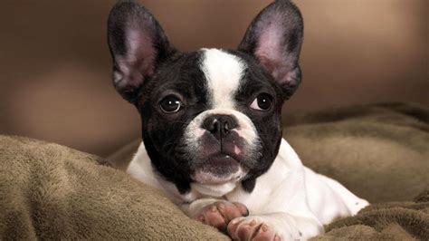 French Bulldog Dog Breed Information